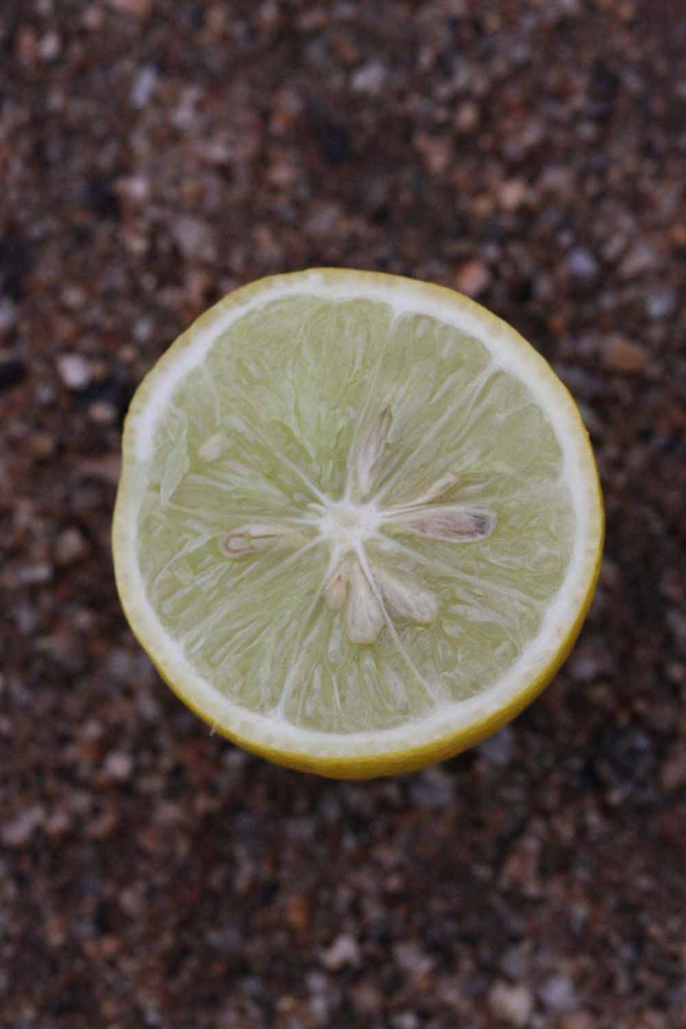            Fruit cross-section (Abhayapuri, Riverside, CA)   